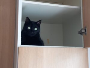 Katt i skåpet